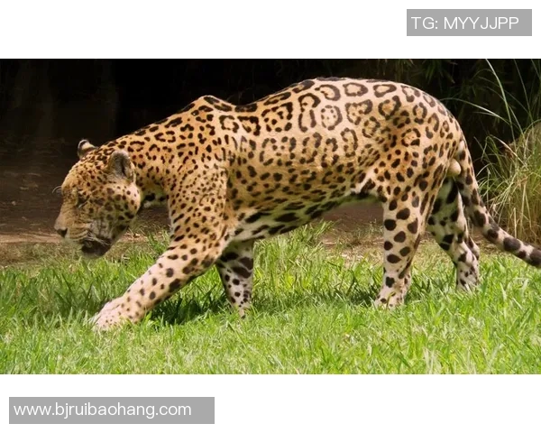 美洲虎的栖息地与生态保护：探索这一神秘生物的生存挑战与未来展望