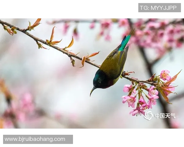 樱花与鸟栖激战正酣直播盛况回顾与精彩瞬间分享