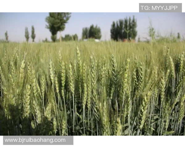 头号种子与三号种子的巅峰对决谁将赢得最终胜利